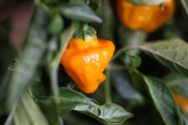40 Orange SCOTCH BONNET PEPPER very hot Jamaican Capsicum Annuum Vegetable Seeds